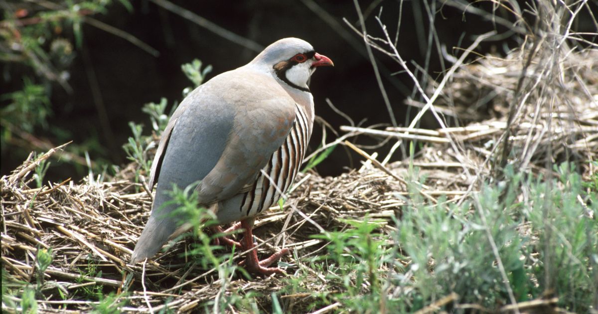 Idaho partridge, quail seasons open later The SpokesmanReview