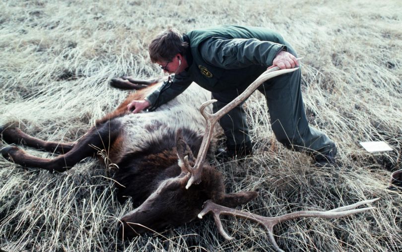 Woody Myers, a Washington Fish and Wildlife biologist, checks on a bull elk after tranquilizing from a helicopter. Myers fixed a radio collar on the bull as part of a 5-year study in the Blue Mountains. (Washington Fish and Wildlife Department / Courtesy)