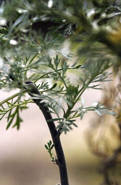 
Powis Castle Artemesia is a favorite for the fall planting season.  
 (Photos by Brian PLonka/ / The Spokesman-Review)