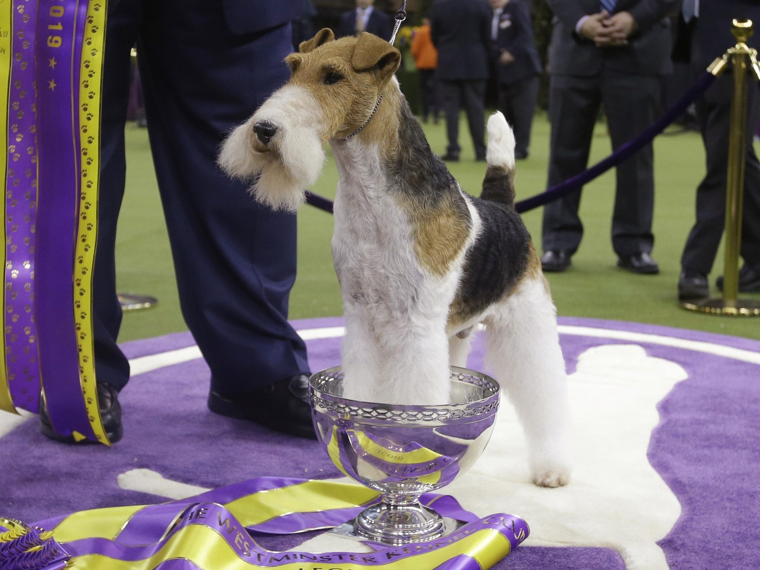 Wire fox terrier shop best in show