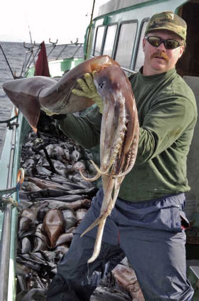 
Steve Consulo, of Antelope, Calif., holds  a giant Humbolt  squid caught at Cordell Banks, Calif., in 2006. Jumbo squid are now being found off the Pacific Northwest coast, part of an unexplained expansion of jumbo squid territory. McClatchy-Tribune
 (McClatchy-Tribune / The Spokesman-Review)