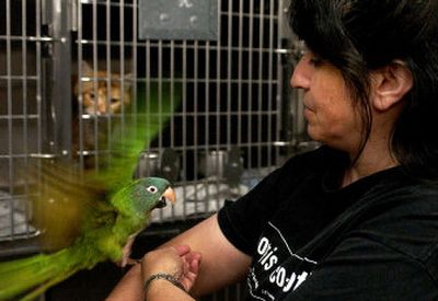 
Spokane County Regional Animal Protection Service Development and Program Coordinator Patricia Simonet holds the Mexican green conure that was found in Spokane Valley on Thursday. 
 (Liz Kishimoto / The Spokesman-Review)