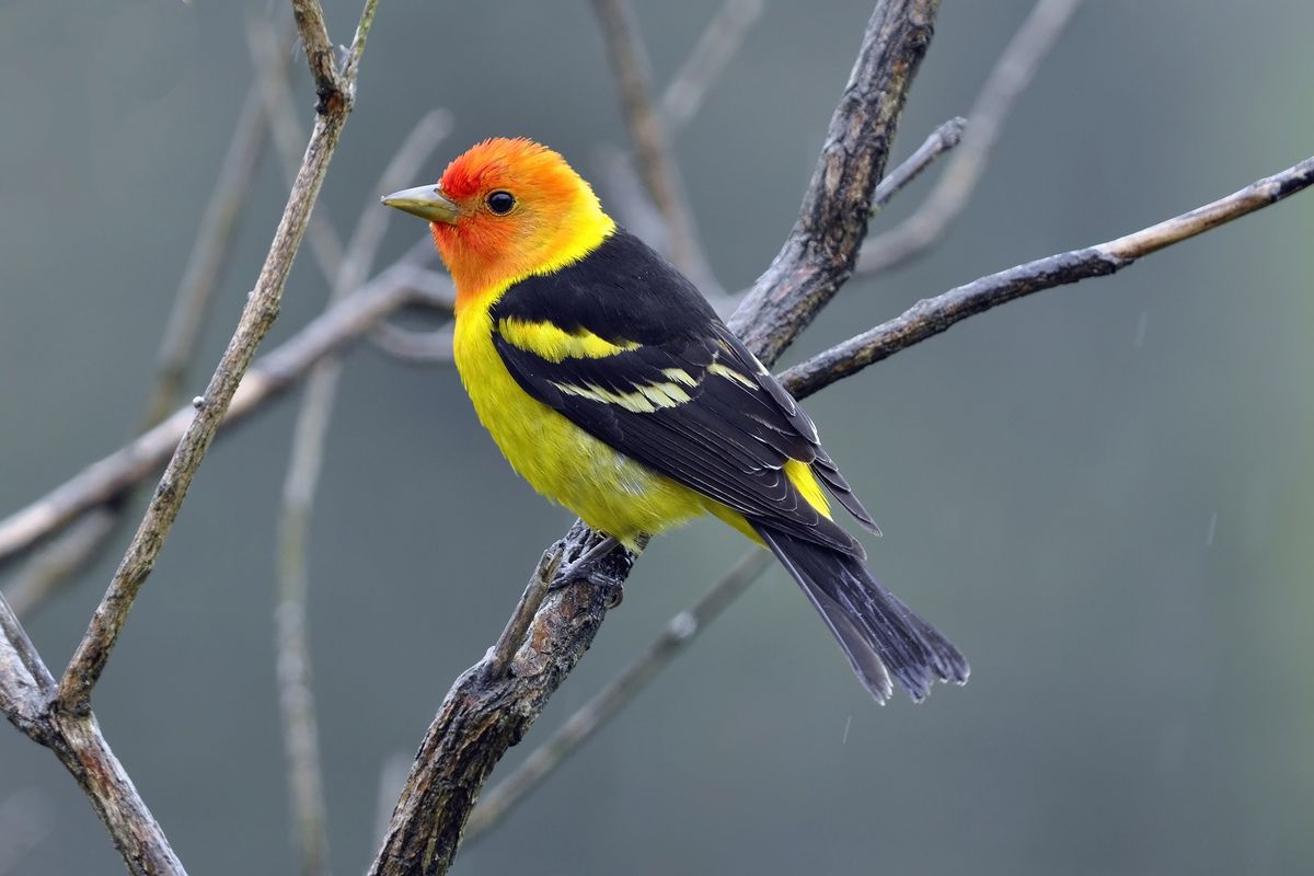 Western tanagers are among the most colorful birds in the Mountain West.  (Shutterstock)