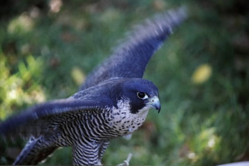 Peregrine falcon. (File)
