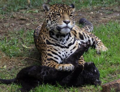 Easy, girl: Jaguar Daniela plays with her 6-week-old cub at the Parque de las Leyendas Zoo in Lima, Peru, on Friday. (Associated Press)