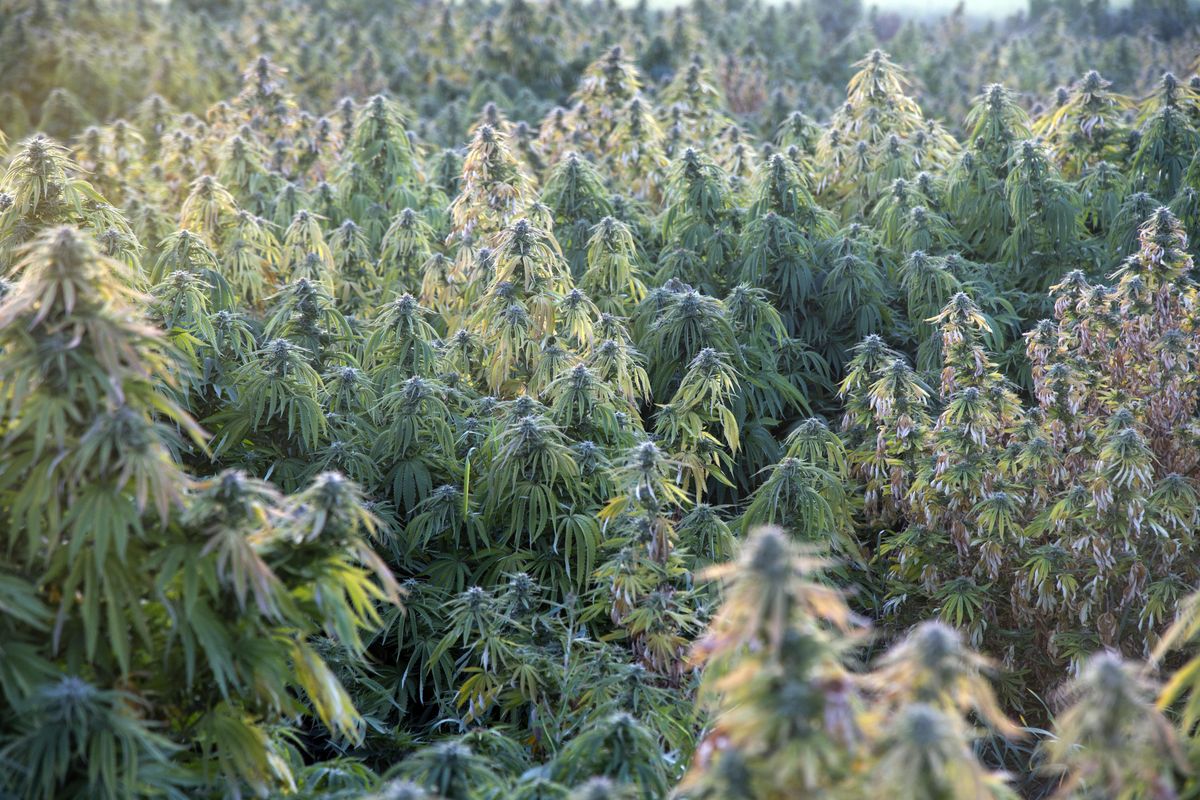 Marijuana plants near maturity in an outdoor grow near Deer Park, Wash., Monday, Oct. 5, 2015. (Jesse Tinsley / The Spokesman-Review)