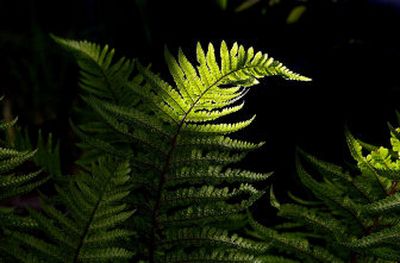 
A fern reaches for the sunlight in a North Idaho garden. Ferns are a graceful addition to a shade garden. 
 (Brian Plonka / The Spokesman-Review)