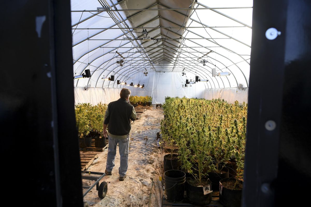 David Taylor stands in one of his marijuana growing facilities on  Dec. 5, 2017, in Medical Lake, Wash. Taylor said that regulation makes it hard for small growers to stay afloat financially. (Tyler Tjomsland / The Spokesman-Review)