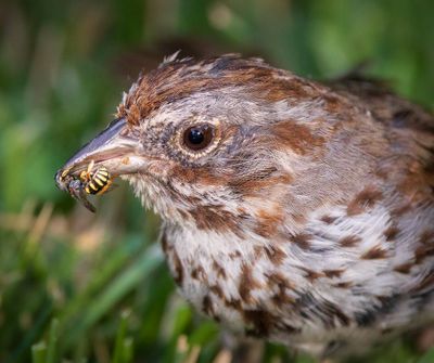 A bird chews on some bees at Manito Park in this early August photo by Mark Stoeser.  (Courtesy of Mark Stoeser)