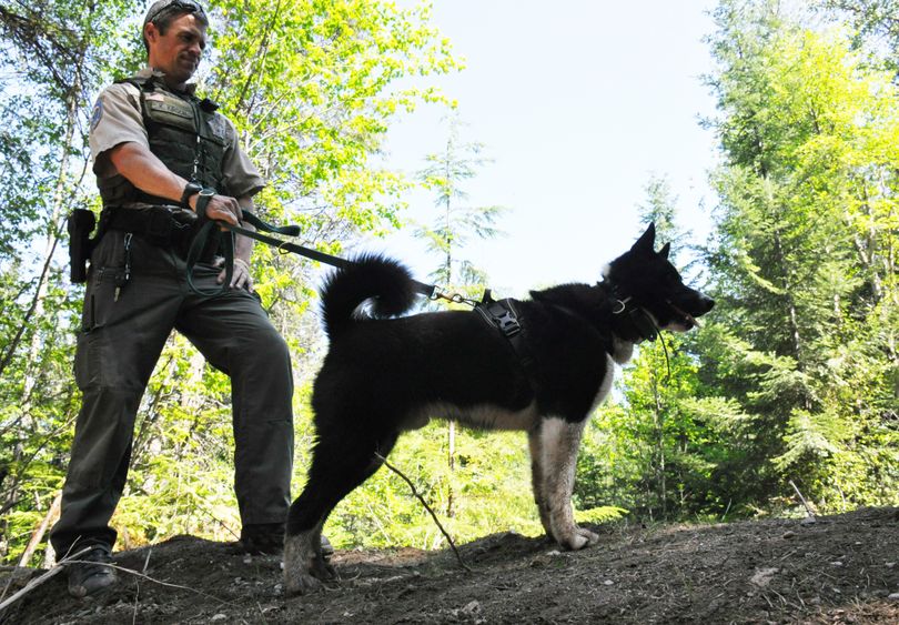 Jax, a 1-year-old Karelian bear dog, returns after a black bear release operation in Pend Oreille County to his handler, Washington Fish and Wildlife Department officer Keith Kirsch. 
 (Rich Landers)