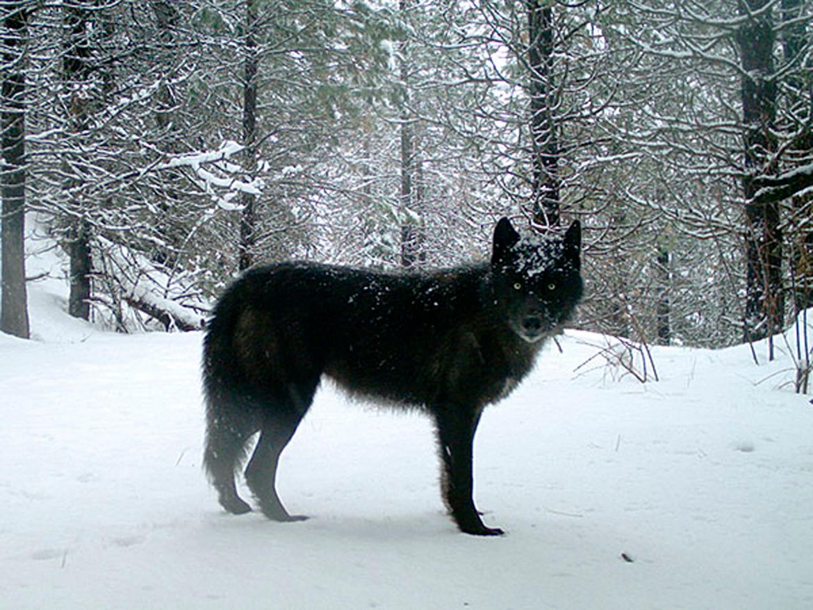 Wolf Shot Killed Near Sprague Lake About 40 Miles From Spokane The