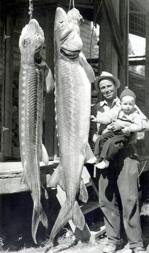 Pat Davis of Chewelah poses with his son Clark next to the pair of sturgeon he caught during the first week of April in 1941. The fish, with a combined weight of nearly 350 pounds, and each over 7 feet long, were taken from the Columbia river between Rice and Kettle Falls. 