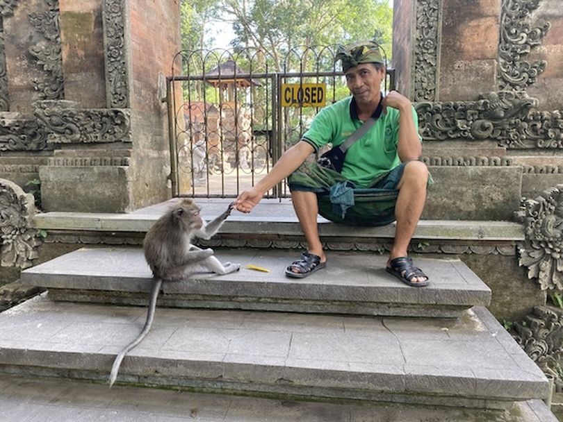 A macaque communes with a worker in Ubud's Sacred Monkey Forest Sanctuary. (Dan Webster)