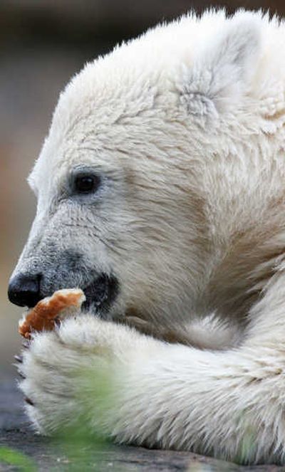 
Knut stuffs his face with bread on Tuesday.Associated Press
 (Associated Press / The Spokesman-Review)