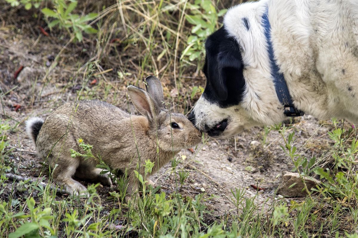 Frank the Rabbit gets a kiss from Theo, the 7-year-old Lab mix, on Thursday at the home of Mike and Lisa Nelson near Mount Spokane. (Dan Pelle / The Spokesman-Review)