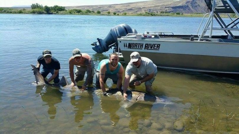 An 11-foot sturgeon is photographed before release in the Hanford Reach of the Columbia River by Tanner Adler, Doug Young, Ryan Armatrout and Steve McPeak.  Armatrout caught the gentle giant.  (Courtesy of Diawa Photo Contest)