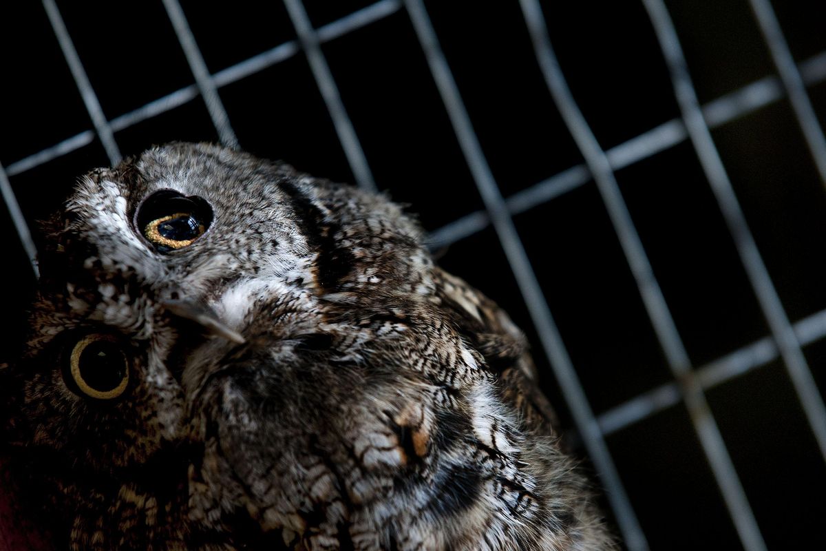 Tilt, the Western Screech Owl peers from his cage at Outdoor Learning Center in Spokane on Thursday, October 22, 2015. Owls
