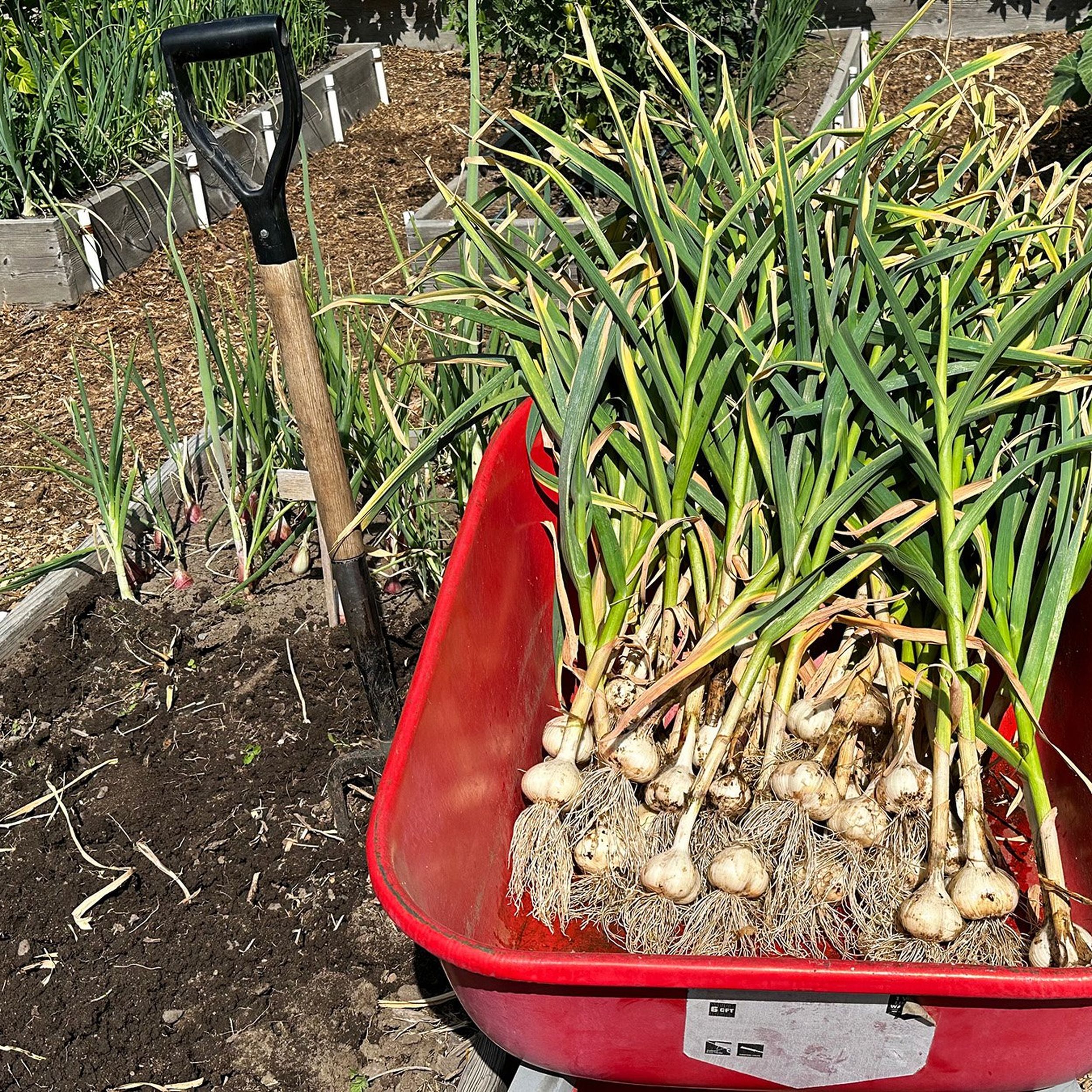 Garlic Master' seeks tradition, variety, Crops