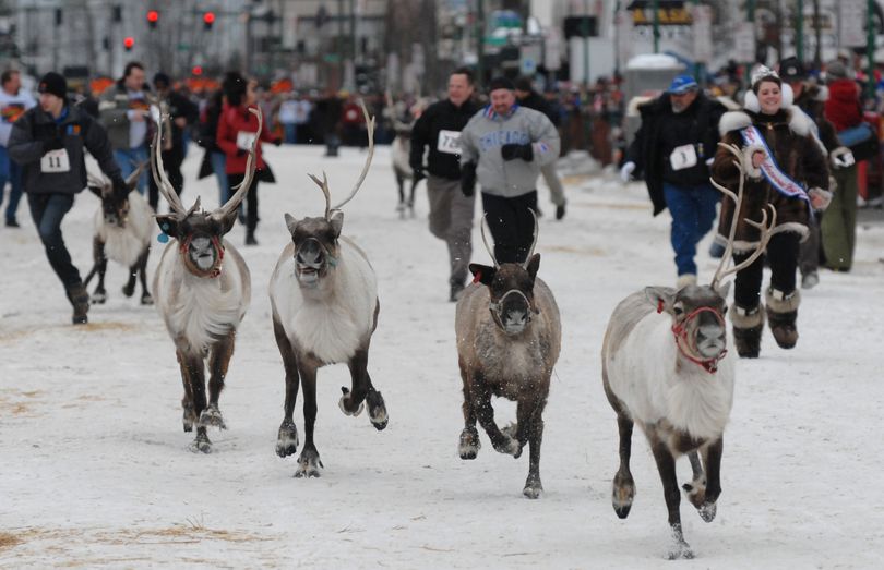 Reindeer run down a snow covered 4th Avenue in downtown Anchorage during the third annual Running of the Reindeer during the Fur Rondy festival on Sunday, Feb. 28, 2010. (Bill Roth / Anchorage Daily News)