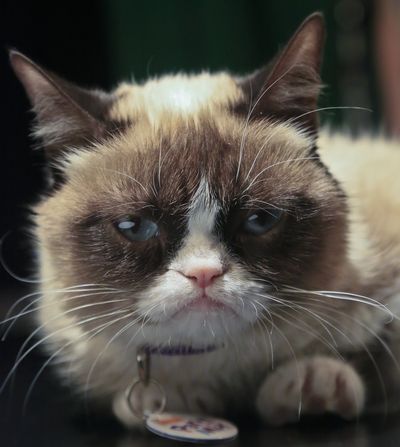 Grumpy Cat, an Internet celebrity cat, is pictured on Friday in New York. (Associated Press)