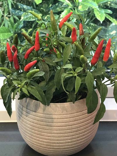 Pepper Quickfire is a 2022 All-America Selection national winner.  (All-America Selections)