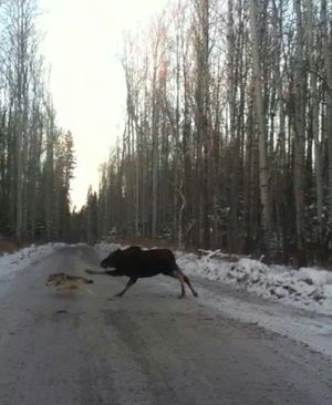 A cow moose chases a wolf across a road near Moose Pass, Alaska. (Summit Lake Lodge)