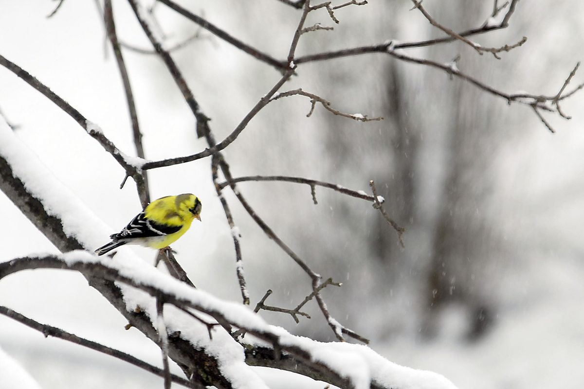 Goldfinches have been common winter sights in the Spokane area, but climate change might give them reason to head farther north. (Associated Press)
