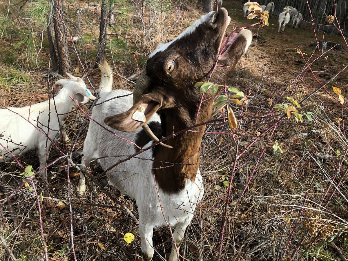 rock the goat city elects to use animals to mow down vegetation the spokesman review rock the goat city elects to use