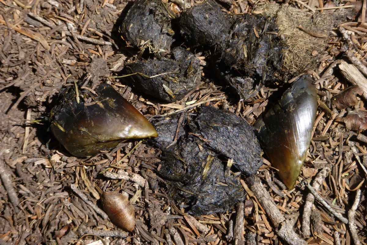 An Idaho elk calf hoof in black bear scat. (Rich Landers)