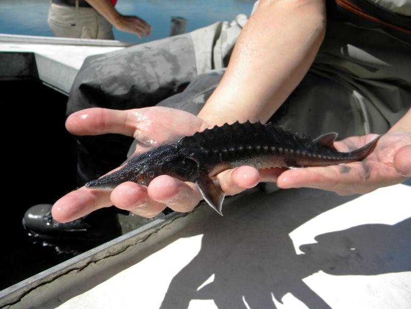 A hatchery-raised juvenile white sturgeon is released in Lake Rufus Woods in May 2017 by Colville Tribe fisheries staff. (Michelle Campobasso / Colville Confederated Tribes)