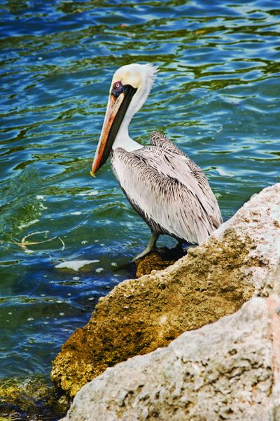 It’s easy to miss the wild creatures right under our nose. As a lifelong hunter, birder and wildlife watcher, I’ve found it’s always best—if you want to see wild animals—to have some kind of goal when heading outdoors. (Courtesy of Metro)