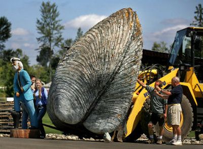 
Owners and staff at Clearview Nursery look over owner Dan McAuliffe's latest acquisition, a giant foam clam originally from Ivar's Acres of Clams, on Sunday in the nursery parking lot in Clearview, Wash. 
 (Associated Press / The Spokesman-Review)