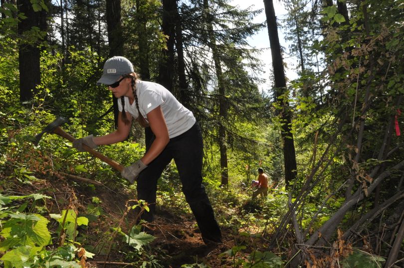 Holly Weiller of the Spokane Mountaineers uses a pulaski to help build the new Trail 140 at Mount Spokane State Park. (Rich Landers)