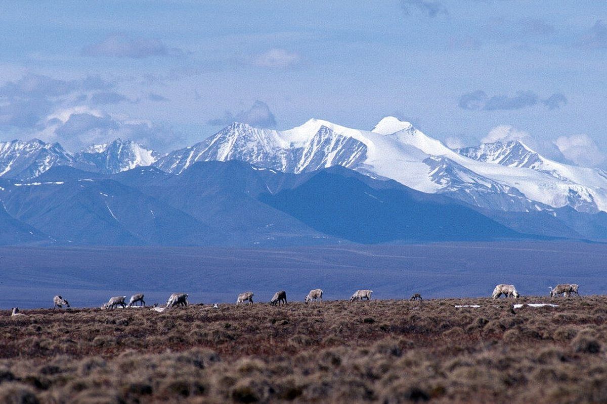 Caribou graze on the coastal plain of the Arctic National Wildlife Refuge with the Brooks Range as a backdrop.  (U.S. Fish & Wildlife Service)