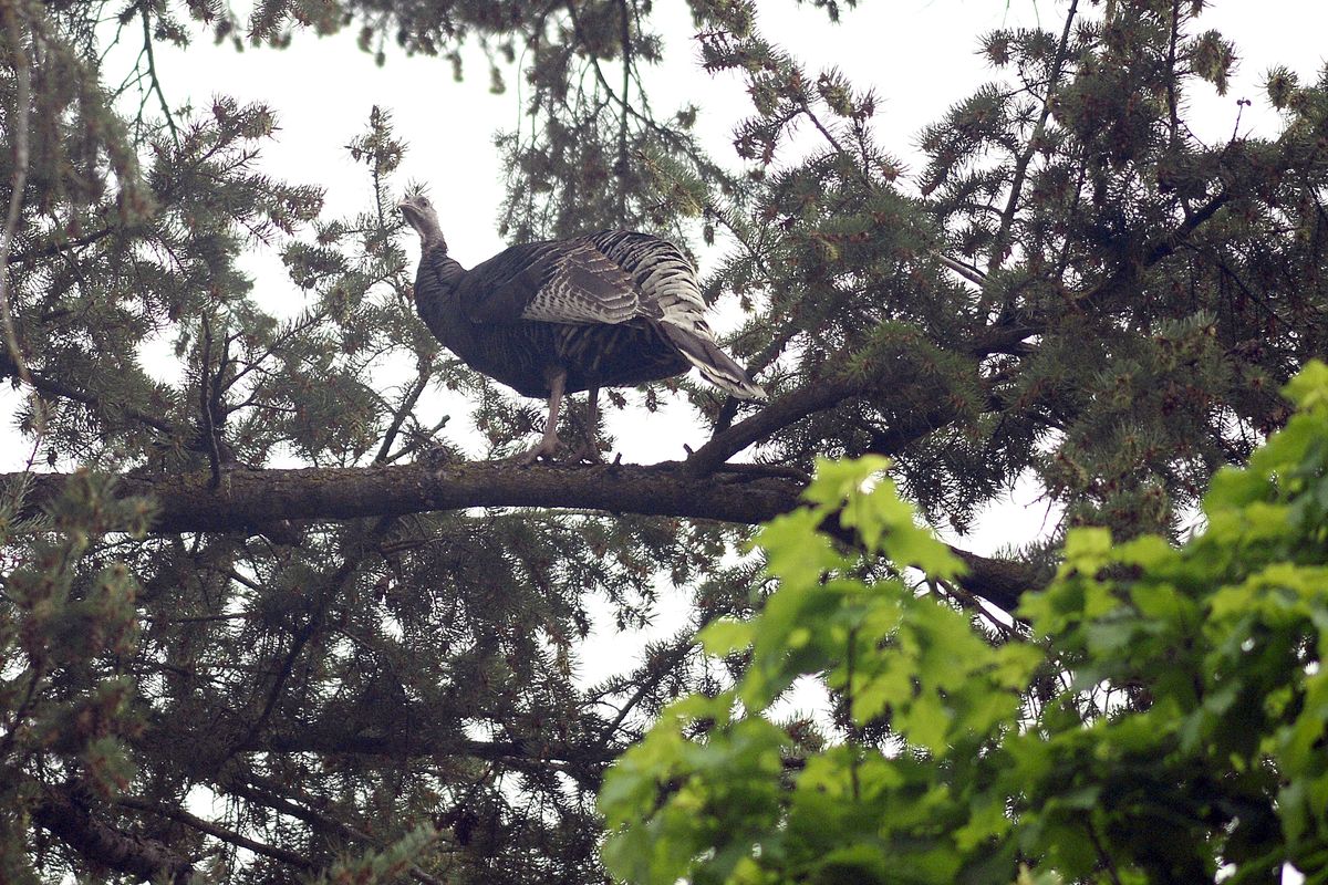 A turkey perches high up in a Ponderosa pine on the South Hill in May 2020. Healthy evergreen trees are indicative of the rate of their needle loss after maturity.  (LIZ KISHIMOTO/The Spokesman-Review)