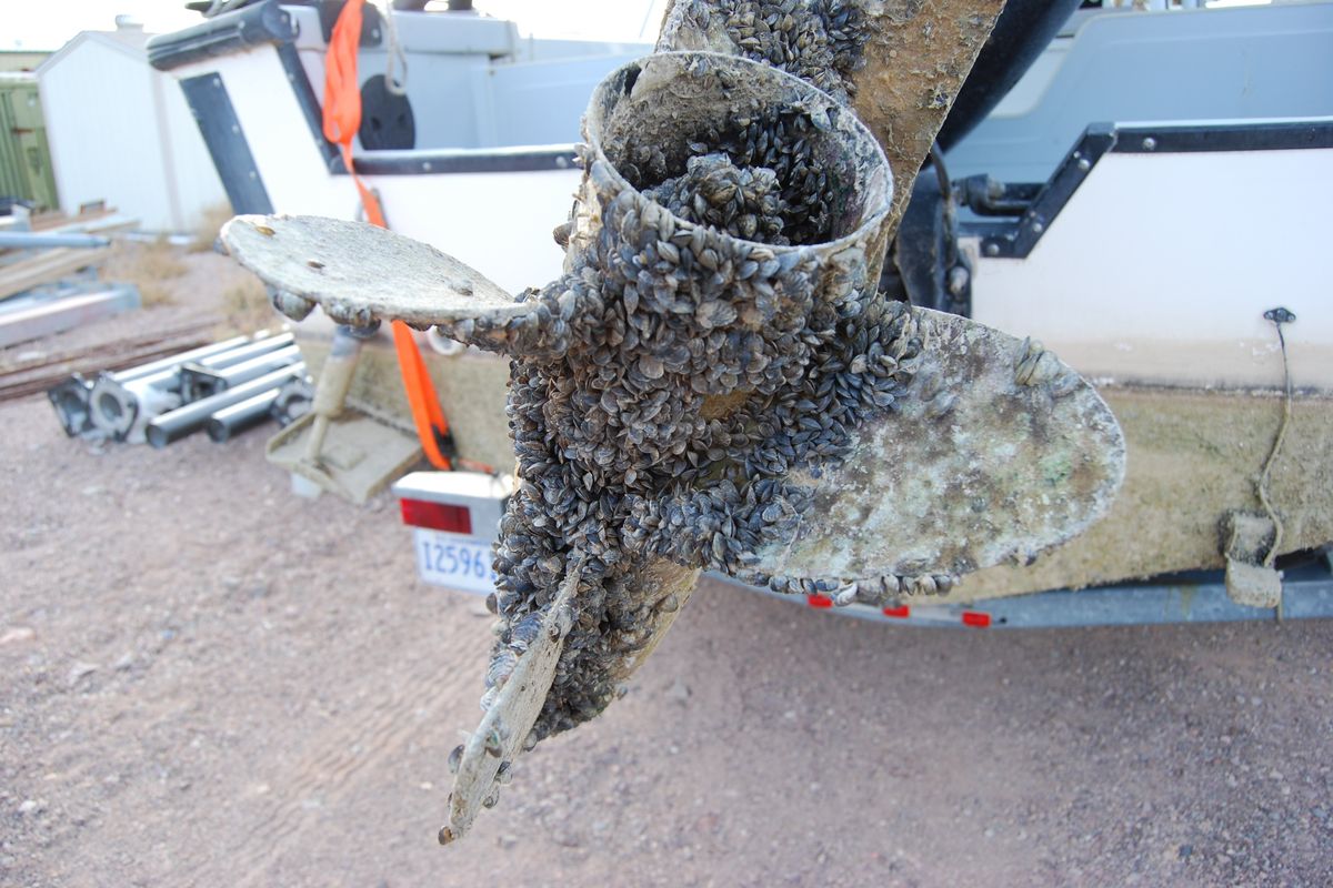A mussel-fouled propeller on a boat.  (Courtesy of the Washington Department of Fish and Wildlife)