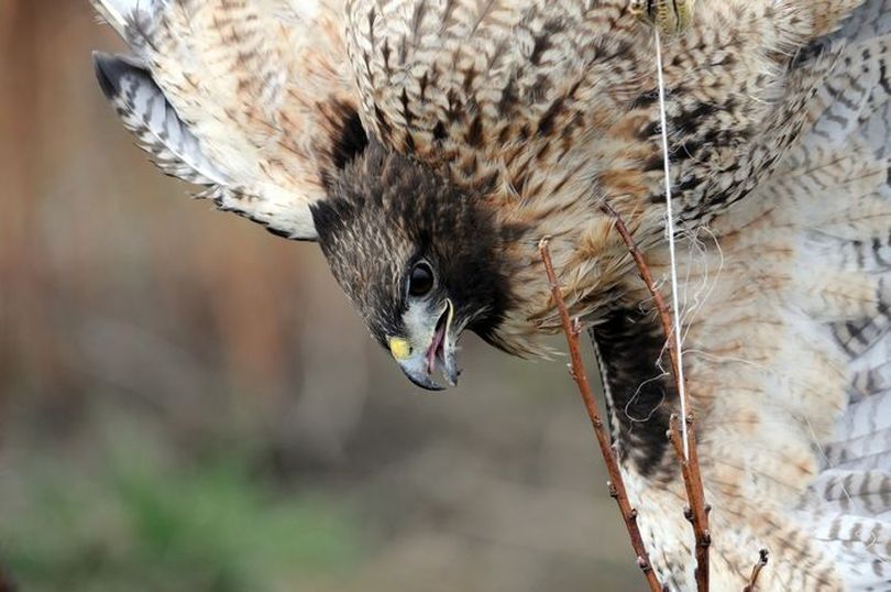 A red-tailed hawk was hanging by string caught in a fence when outdoor photographer Stu Davidson of Snohomish, Wash., made this photo and came to its rescue in February 2011. (Stu Davidson / StuDavidsonPhotography.com)