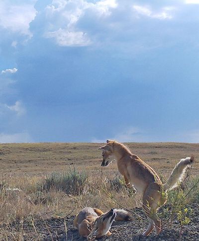 Camera traps set up in northeastern Montana captured shots of these two swift foxes playing outside their den. That section of the state is the stronghold for the animals in Montana. (Montana Fish, Wildlife and Parks / Courtesy)