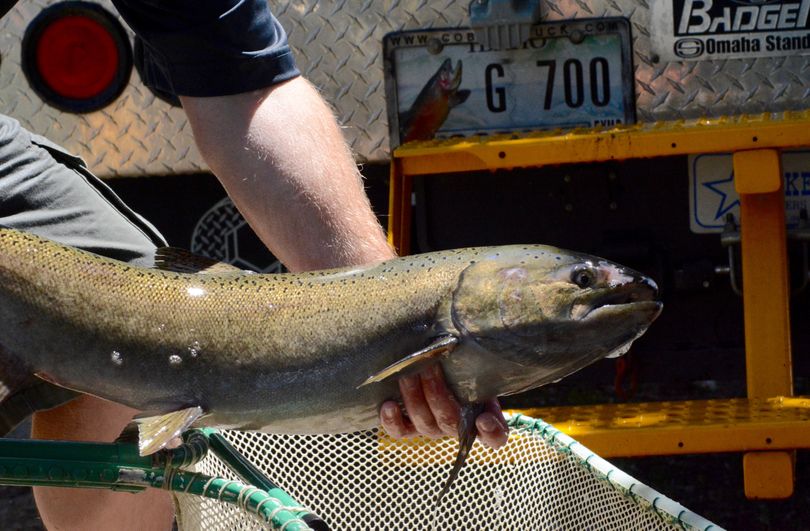 An spring chinook salmon caught in Idaho. (Roger Phillips / Idaho Department of Fish and Game)