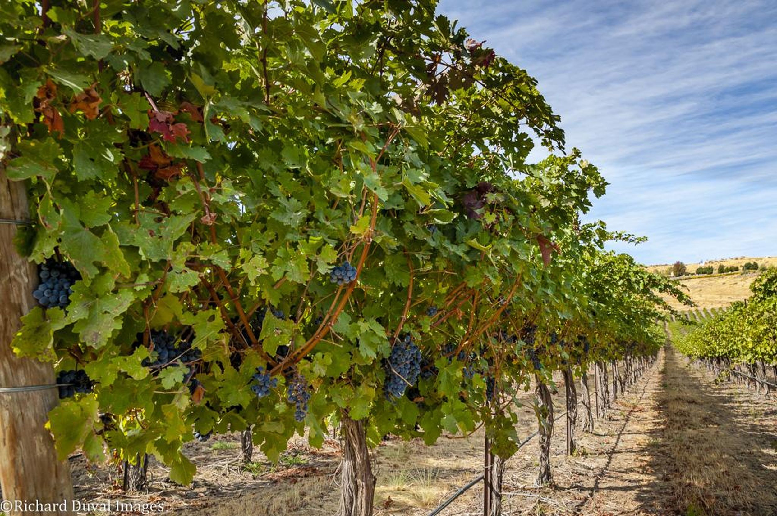 Great Northwest Wine: Merlot still plays a big role in Washington | The ...