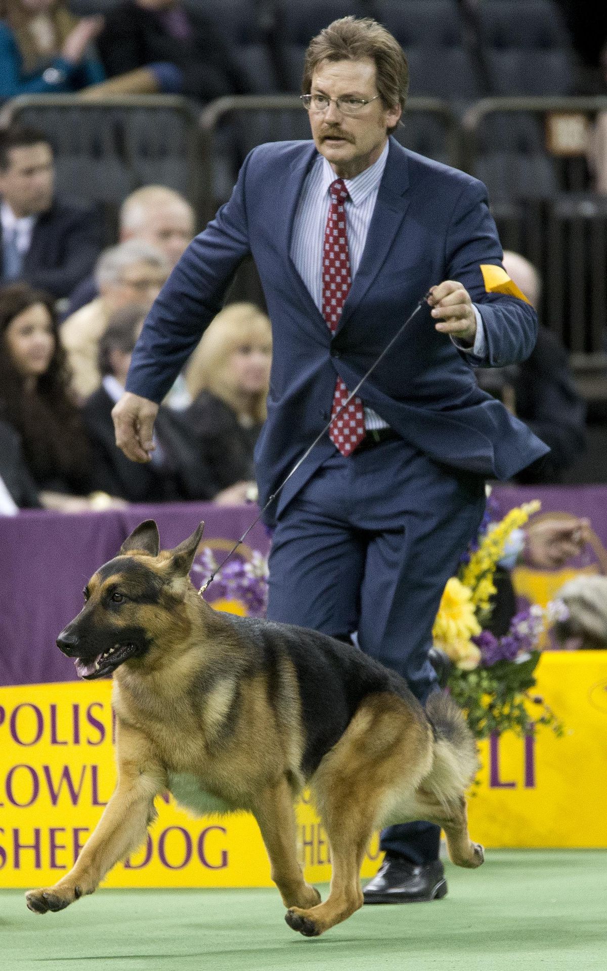 Rumor, a German shepherd, is shown in the ring during the Herding group competition during the 140th Westminster Kennel Club dog show Monday at Madison Square Garden in New York. Rumor won the best in Herding group. (Mary Altaffer / Associated Press)