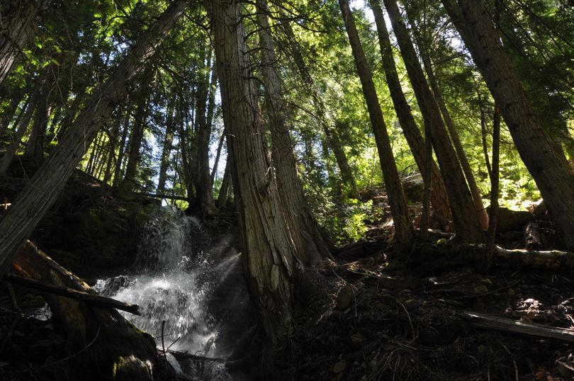 Elk Creek Falls cascades through cedars along the Elk Creek Trail in the Colville National Forest near Sullivan Lake. (Rich Landers)