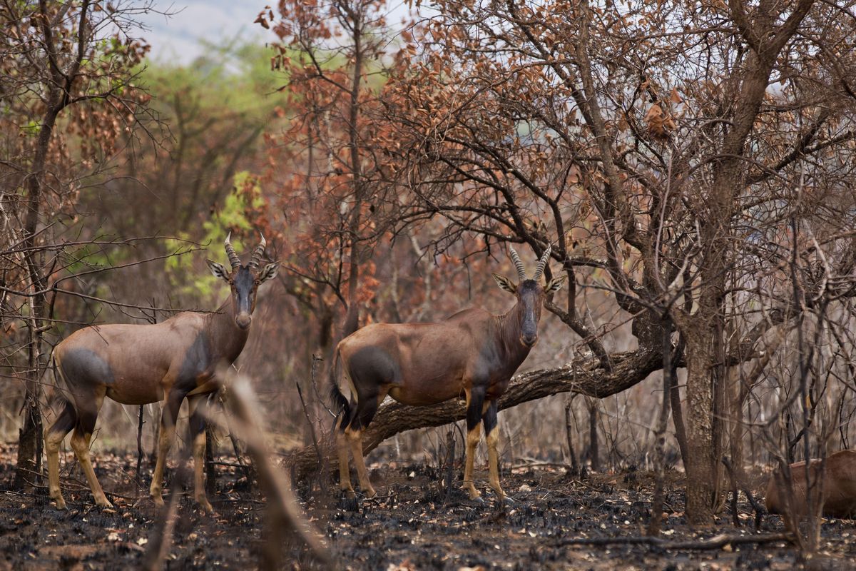 Topi walk through an area of burnt scrub in Akagera National Park, eastern Rwanda. (Associated Press)