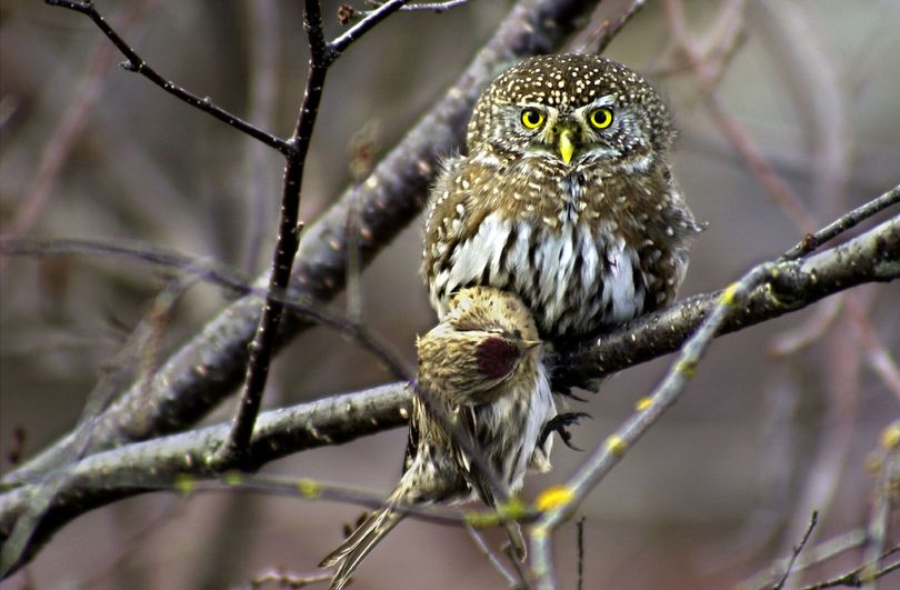 The tiny, northern pygmy owl is a fierce hunter capable of killing birds larger than itself. Like other owls in this region, they mate during winter so their offspring have time to grow and learn to hunt when prey is abundant. (File)