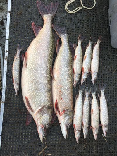 Through  August, the Colville Confederated Tribes had paid Northern pike anglers a total of $4,350 in reward money. Participants in the Northern Pike Rewards Program earn $10 per Northern pike head turned in. (COURTESY PHOTO / COURTESY PHOTO)