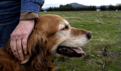 “She’s been going to dog parks since she was a baby,” said Dorothy Hatch, of Coeur d’Alene, about her 13-year-old golden retriever, Cassie, on Wednesday. The two were in a field at the corner of Nez Perce and Atlas roads, the proposed future site of Coeur d’Alene’s first dog park.  (Kathy Plonka / The Spokesman-Review)