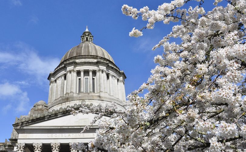OLYMPIA -- The cherry blossoms survived a weekend windstorm and are in full bloom outside the Legislative Building on the Capitol Campus Monday. (Jim Camden/The Spokesman-Review)