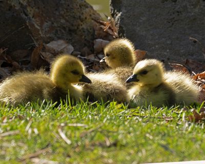 William Siler took this photo of newly hatched Canada Geese at Mirror Pond in Manito Park on May 6, 2019. (William Siler / Courtesy)