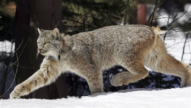 Canada lynx (AP / file)