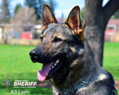 Spokane County police dog Laslo (Spokane County courtesy / Courtesy photo)